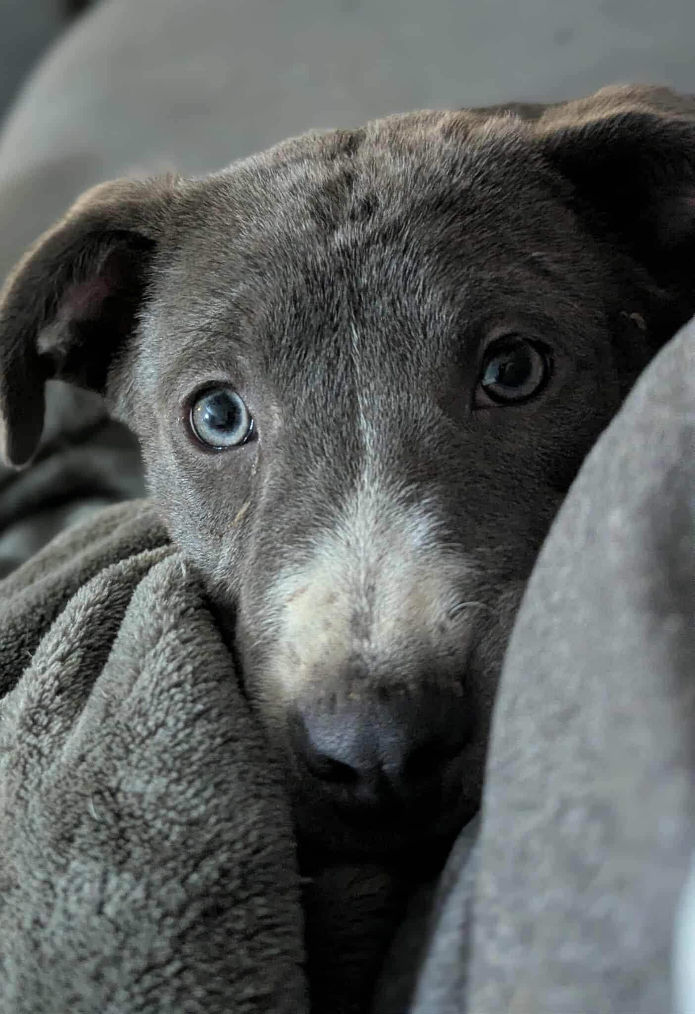 Marisa, a Adoptable mixed breed in Cookeville, TN image 4/5