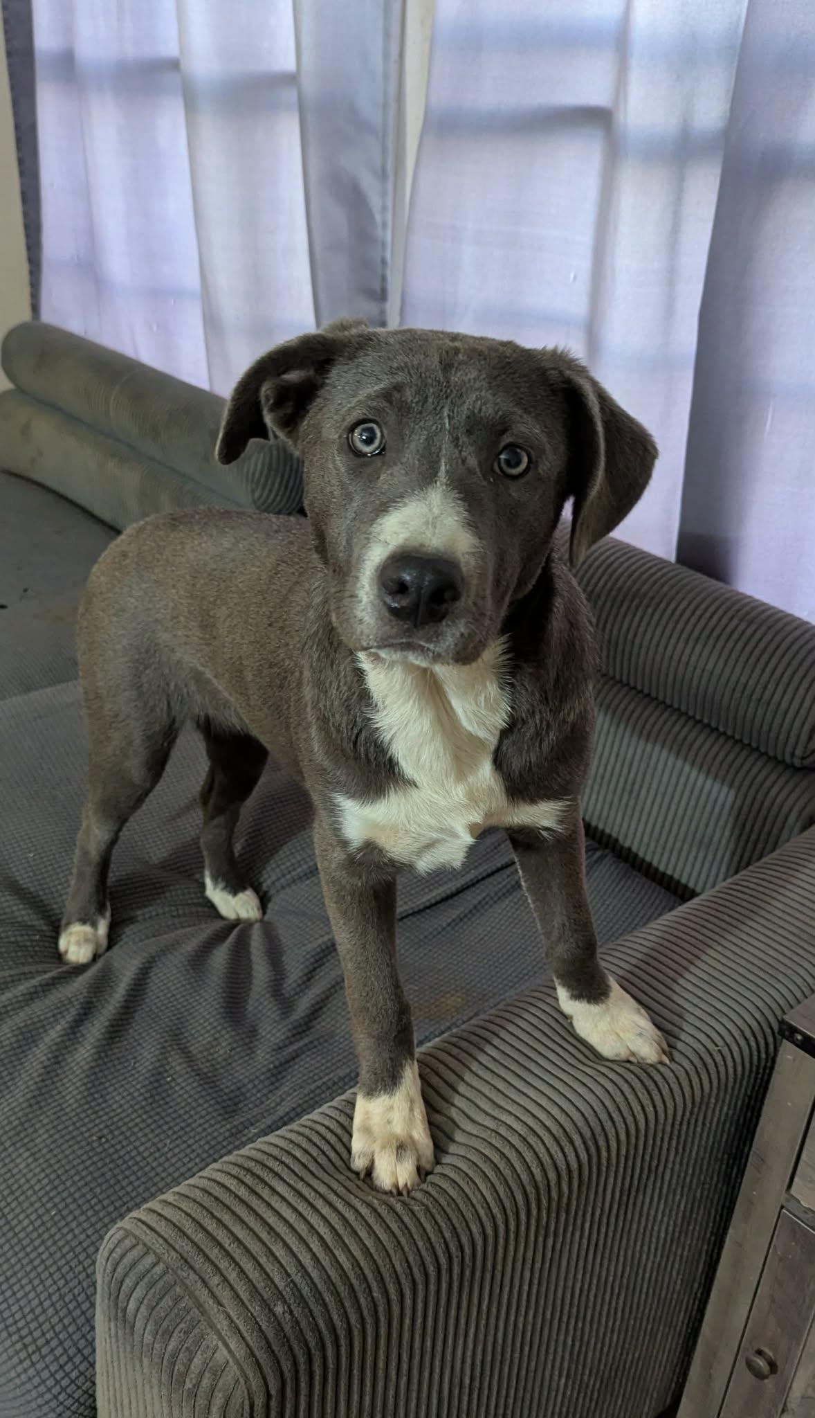 Enlarge Marisa, a Adoptable mixed breed in Cookeville, TN image 1/6