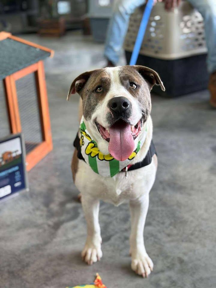 Dee, Adoptable, Adult Male Mixed Breed.