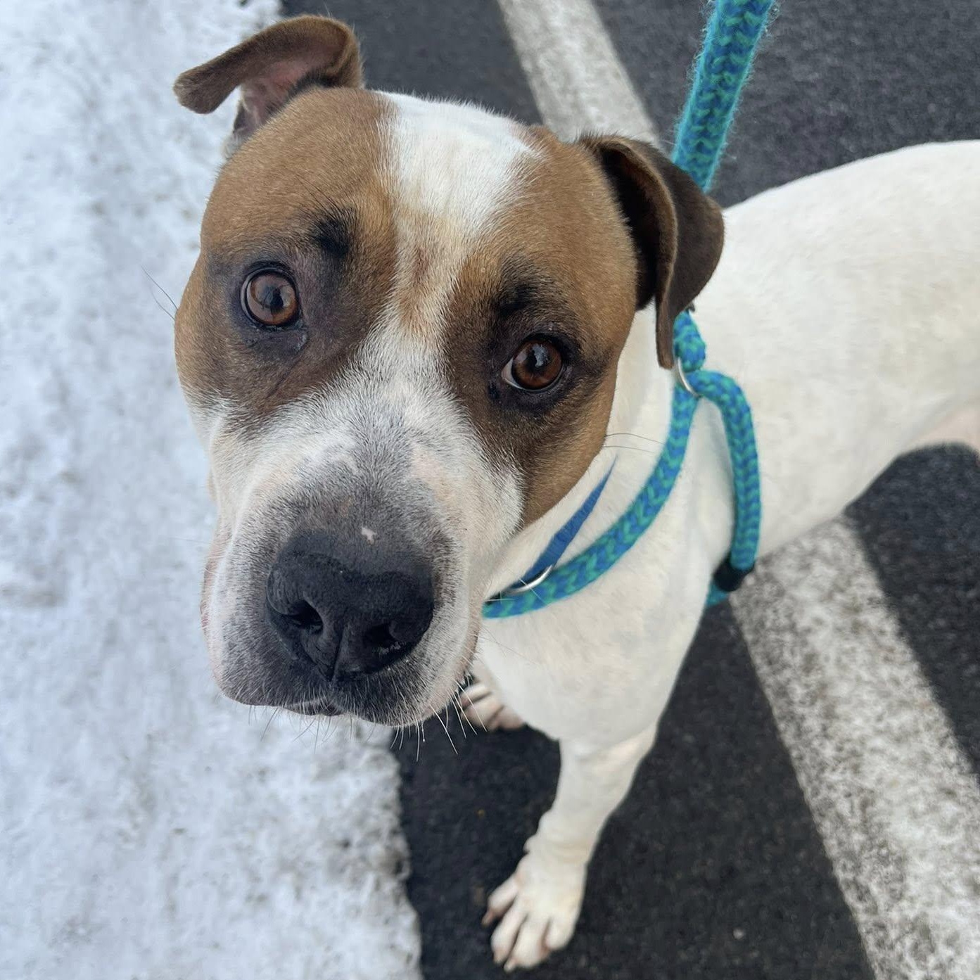 Elvis, a ADOPTABLE Terrier in North Syracuse, NY image 1/4