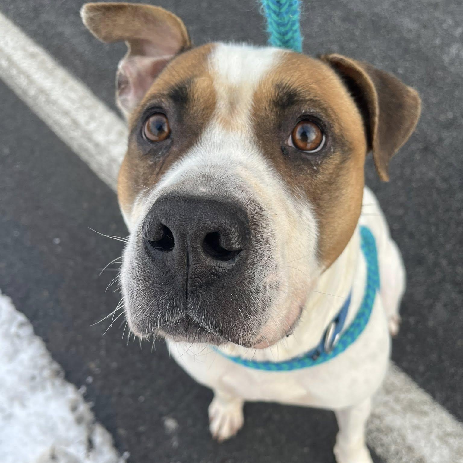 Elvis, a ADOPTABLE Terrier in North Syracuse, NY image 2/4