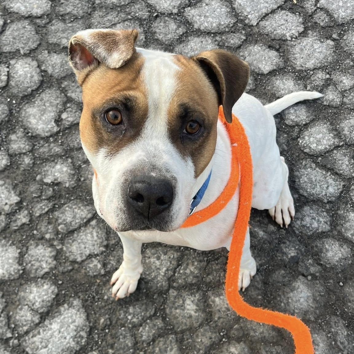 Elvis, a ADOPTABLE Terrier in North Syracuse, NY image 4/4