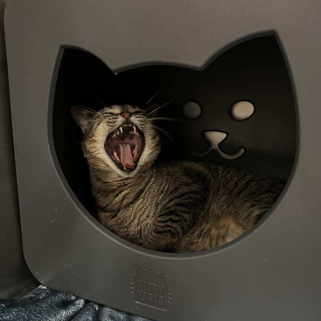 Nala, Adoptable, Adult Female Domestic Short Hair.