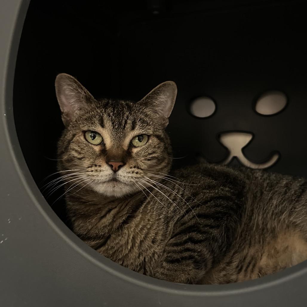 Enlarge Nala, a Adoptable Domestic Short Hair in Titusville, FL image 2/4