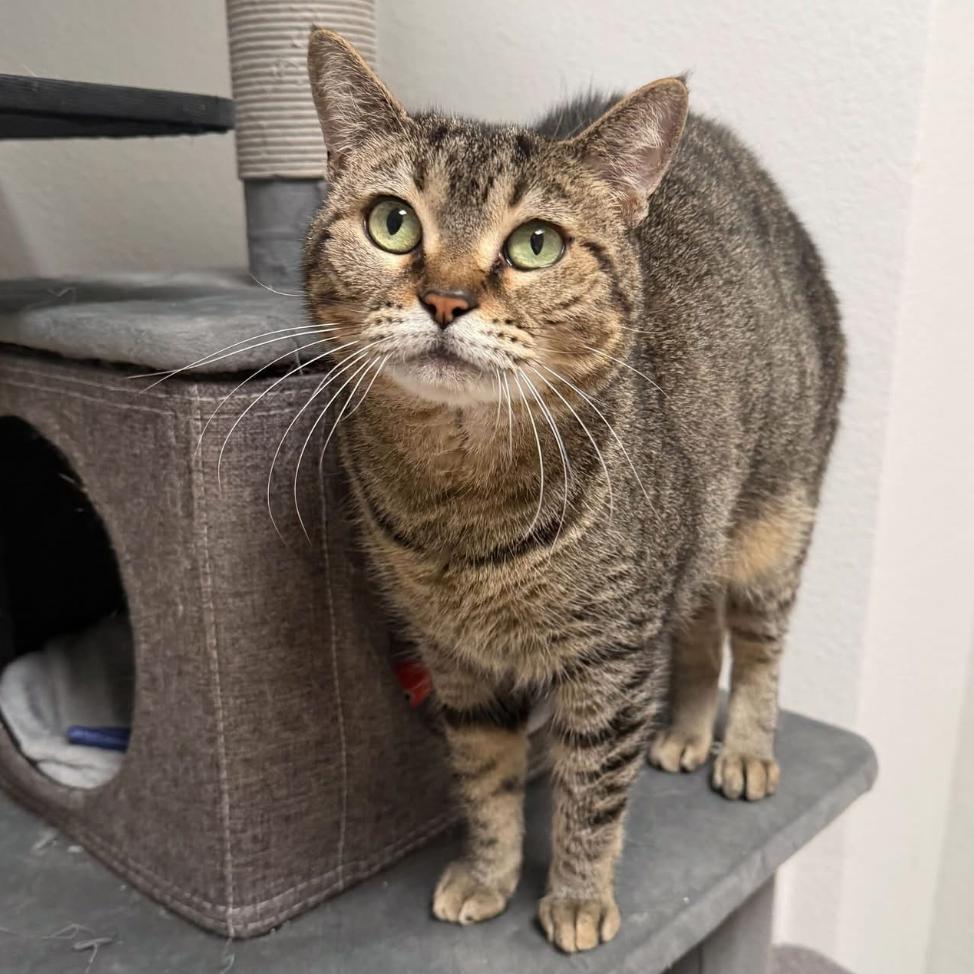 Enlarge Nala, a Adoptable Domestic Short Hair in Titusville, FL image 3/6