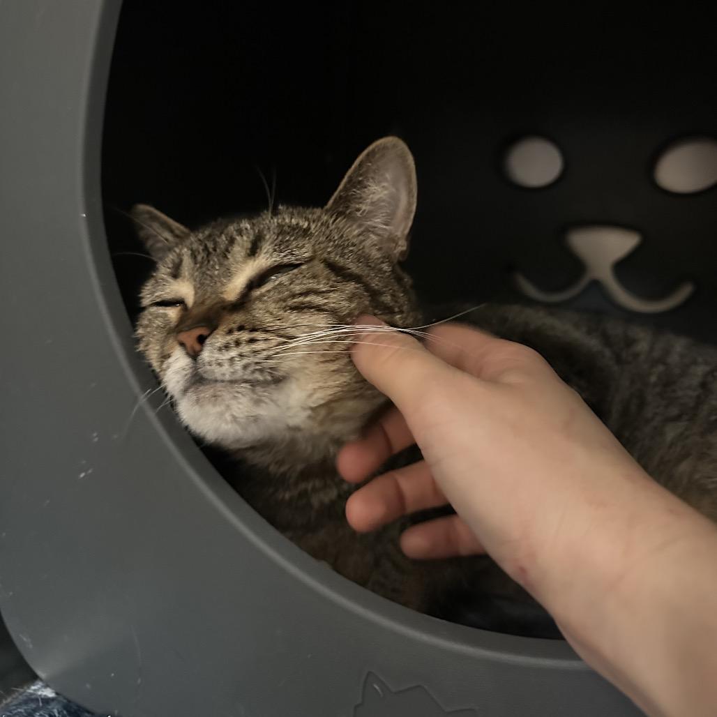 Enlarge Nala, a Adoptable Domestic Short Hair in Titusville, FL image 4/4