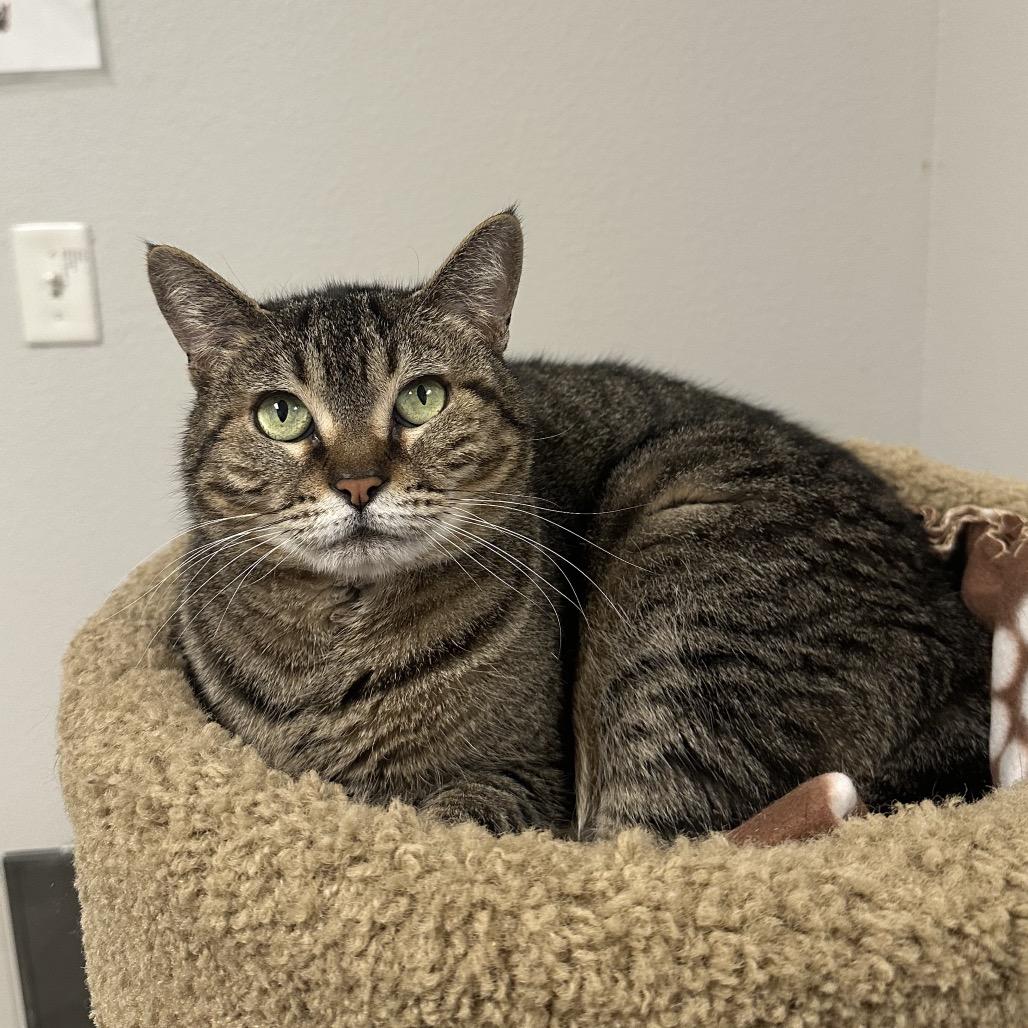 Enlarge Nala, a Adoptable Domestic Short Hair in Titusville, FL image 6/6