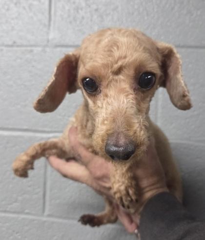 Tootsie, Adoptable, Adult Female Poodle.