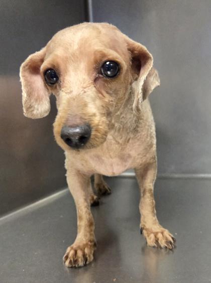 Enlarge Tootsie, a Adoptable Poodle in Malvern, PA image 2/2