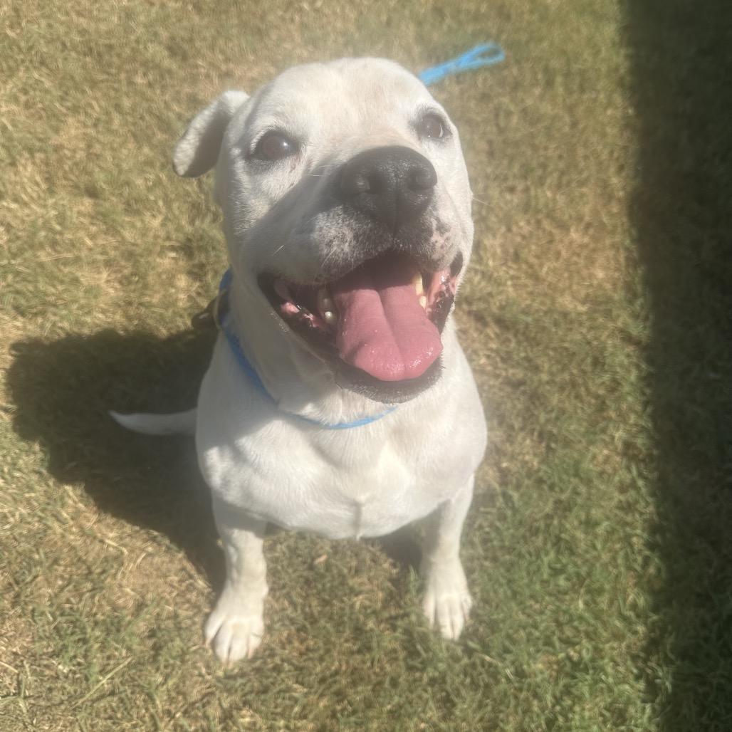 Duke, Adoptable, Senior Male Mixed Breed.