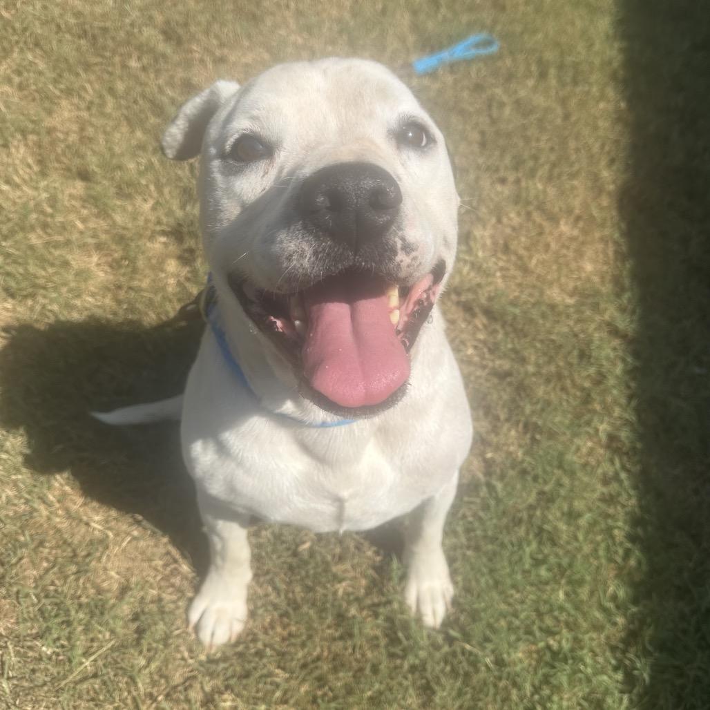 Enlarge Duke, a Adoptable Mixed Breed in Chattanooga, TN image 2/3