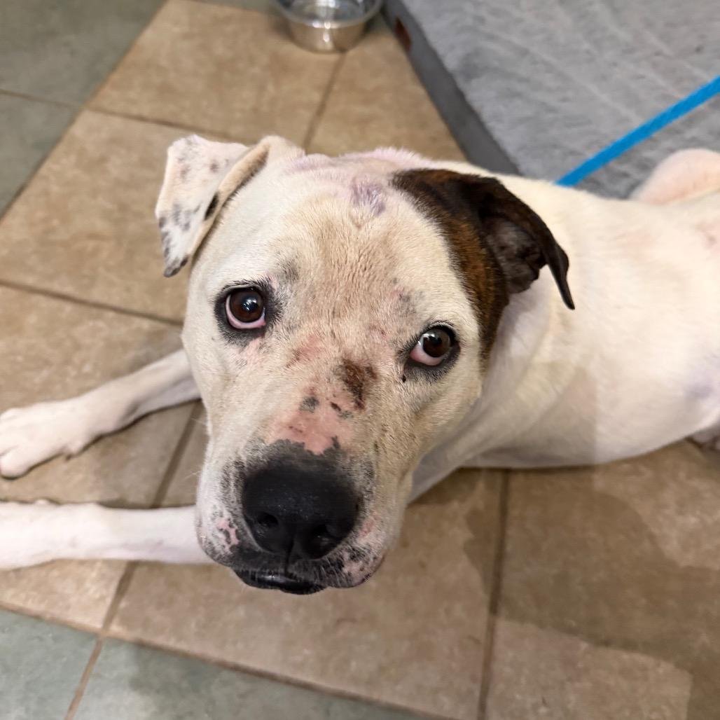 Enlarge Duke, a Adoptable Mixed Breed in Chattanooga, TN image 3/3