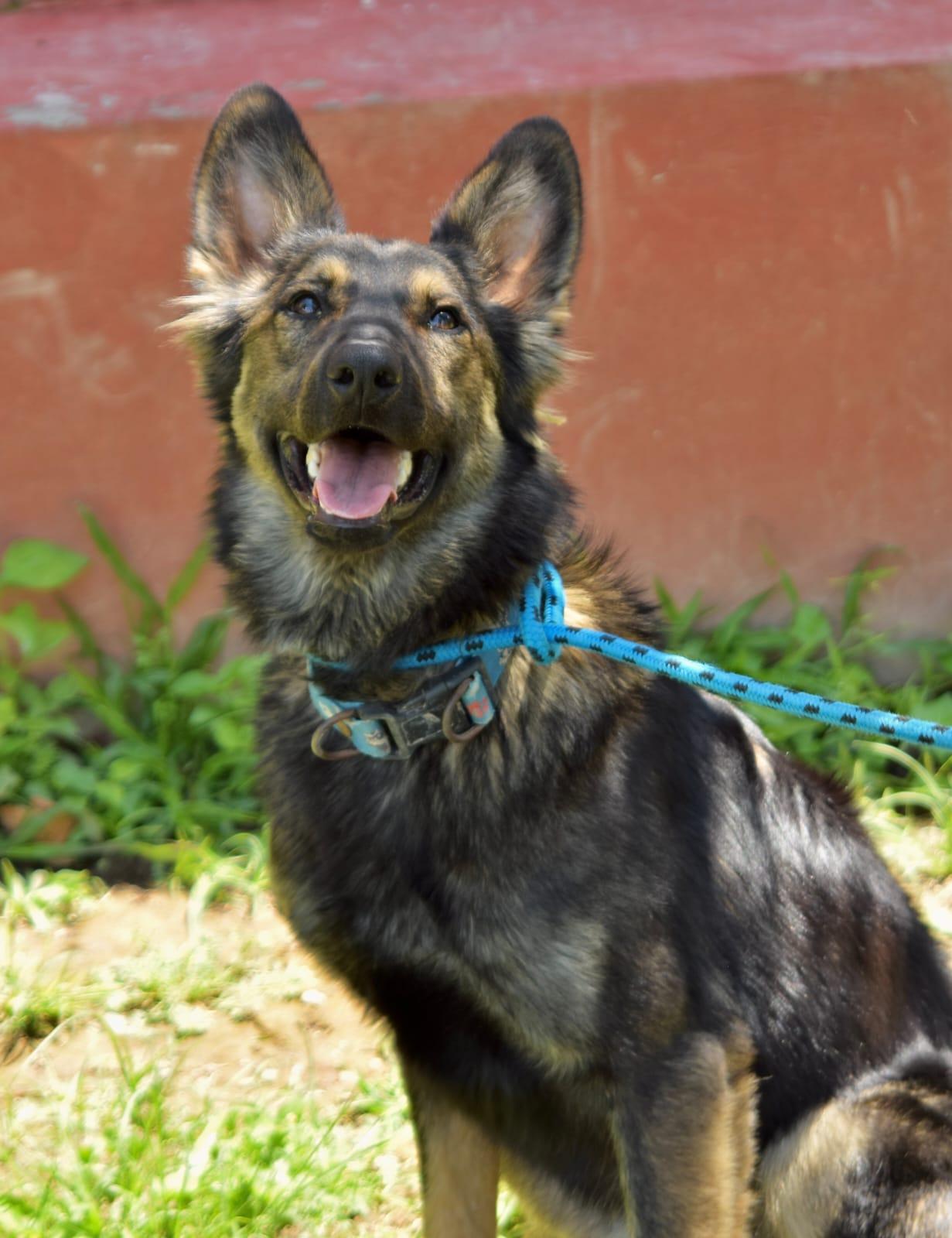 Enlarge Max, a Adoptable mixed breed in Kelowna, BC image 3/3