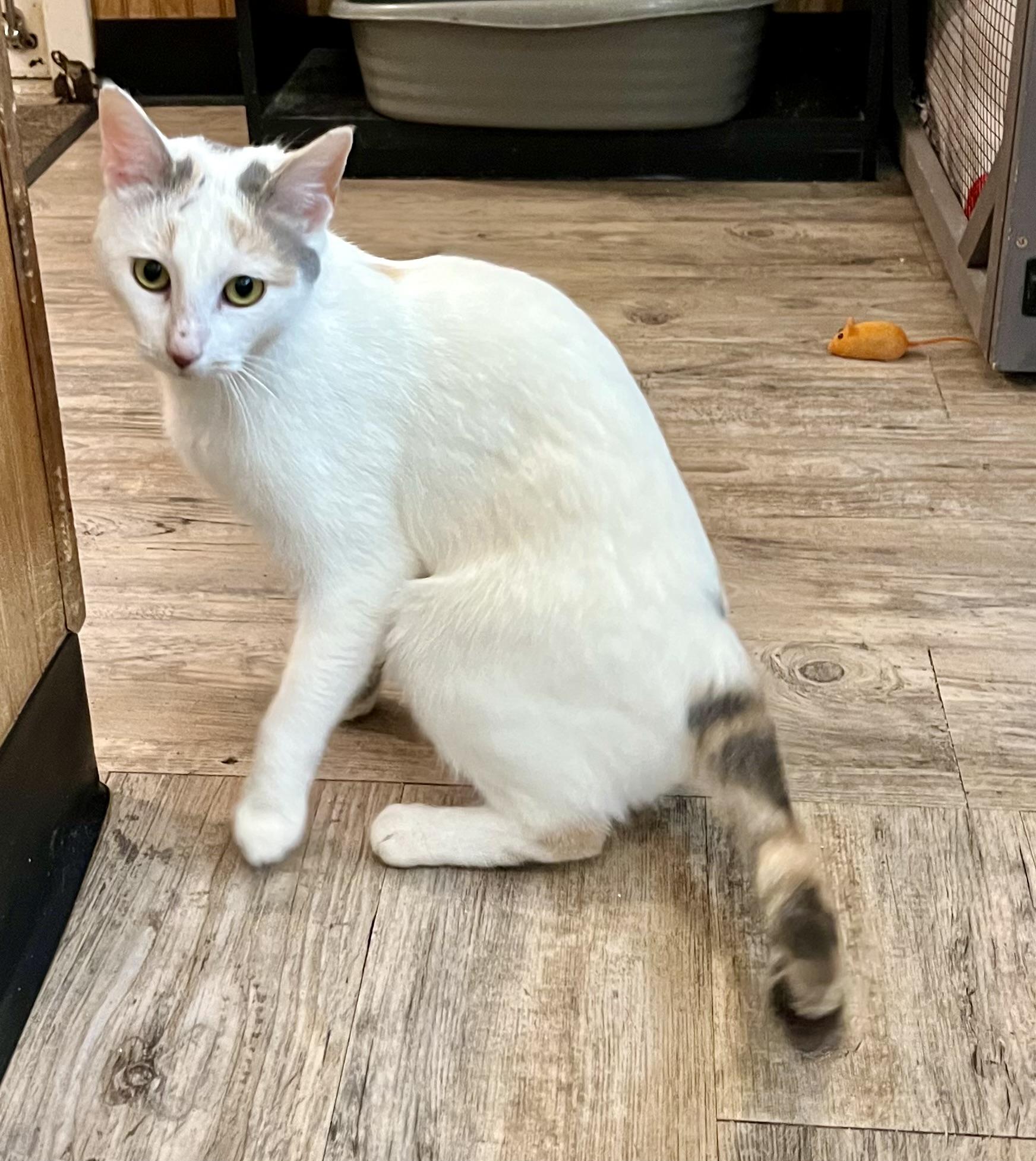 Athena, a Adoptable Calico in Sautee Nacoochee, GA image 4/5