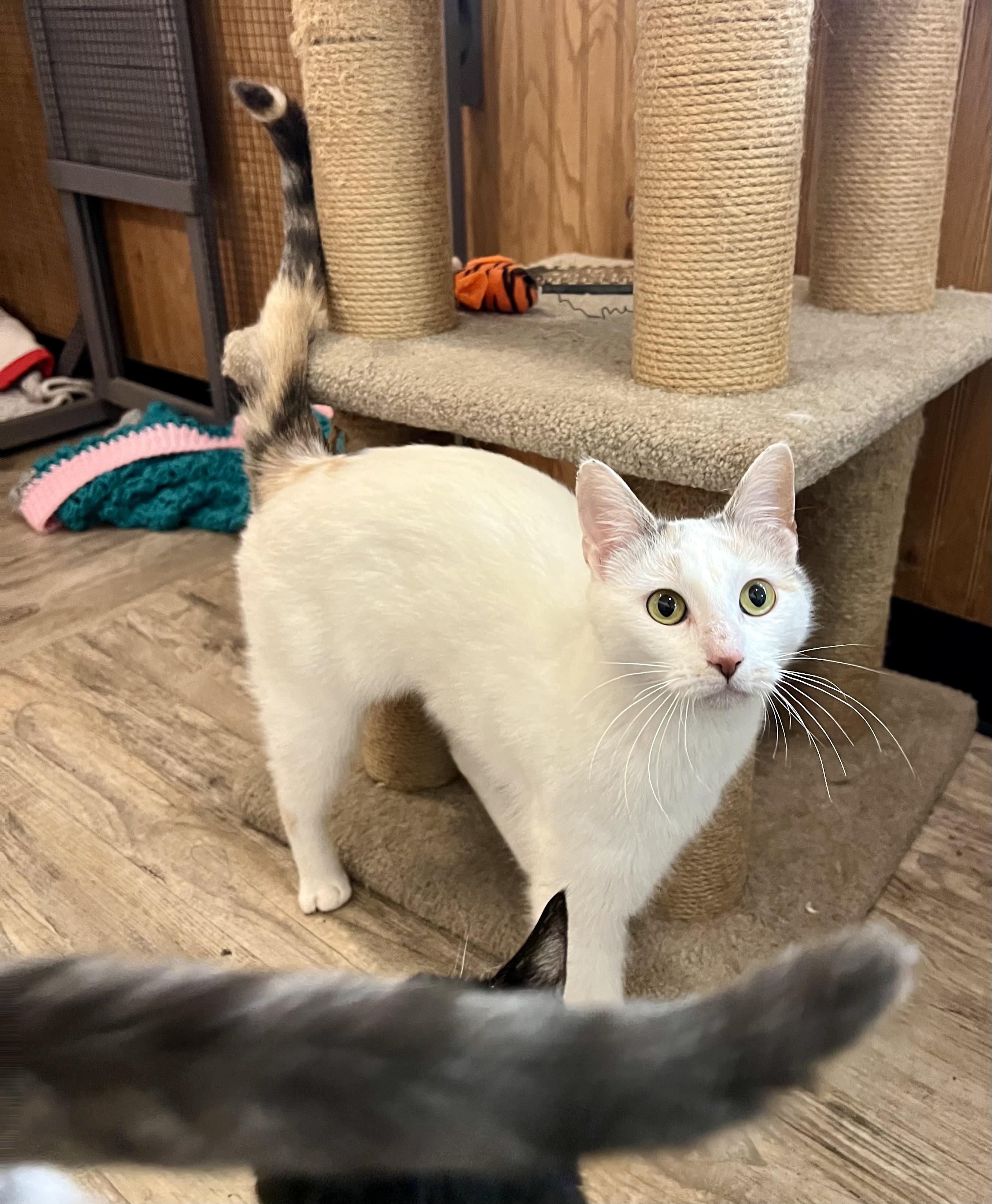 Athena, a Adoptable Calico in Sautee Nacoochee, GA image 3/5