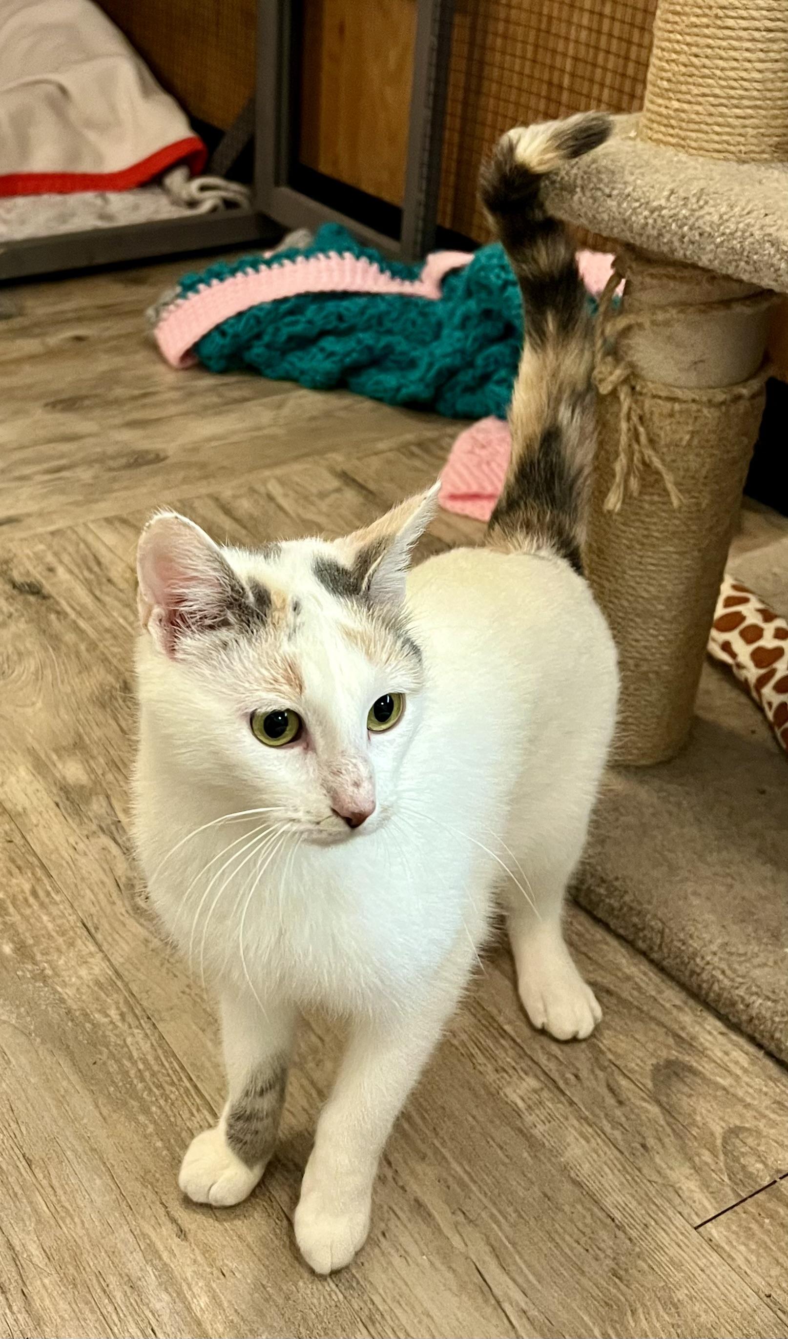 Athena, a Adoptable Calico in Sautee Nacoochee, GA image 5/5