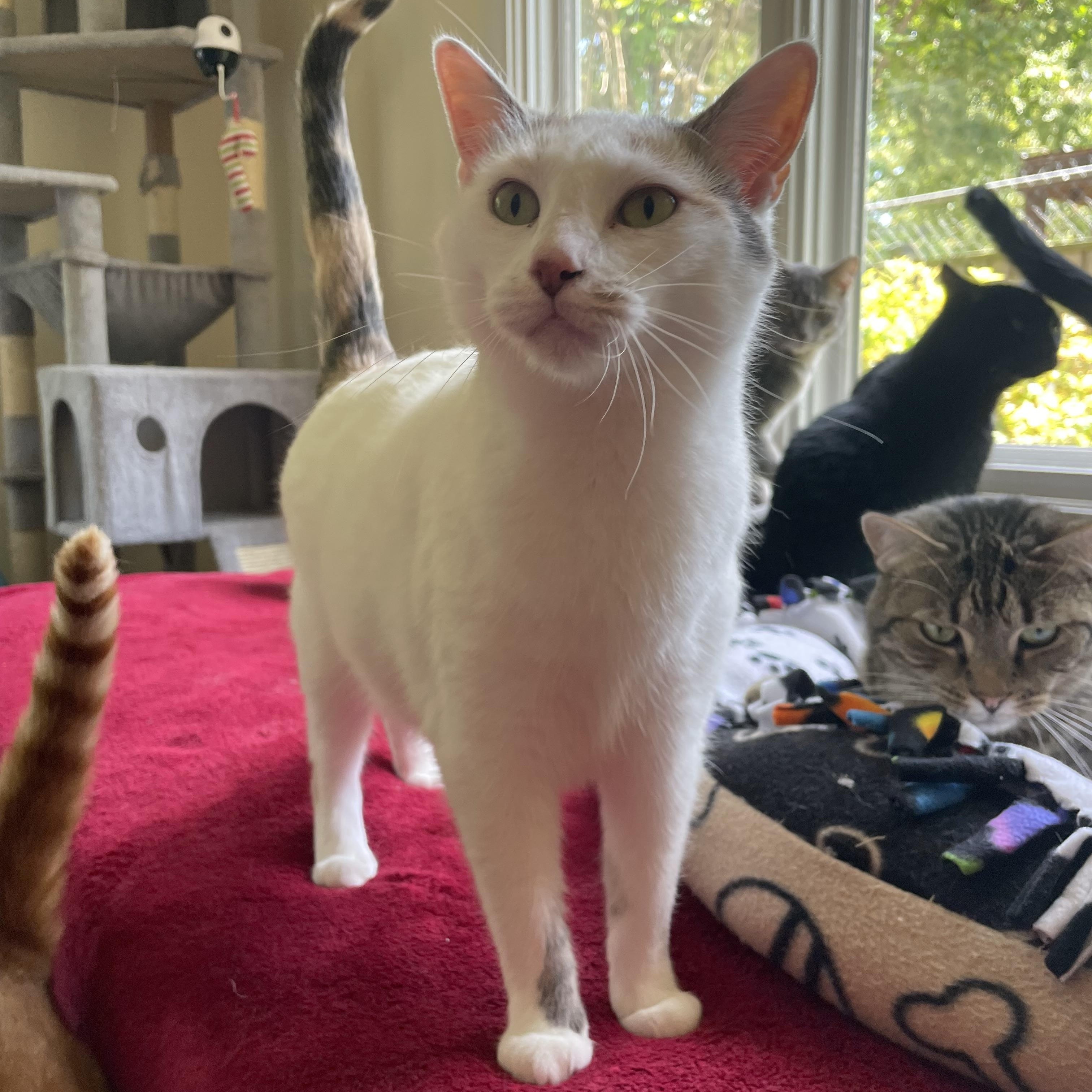Athena, Adoptable, Adult Female Calico.