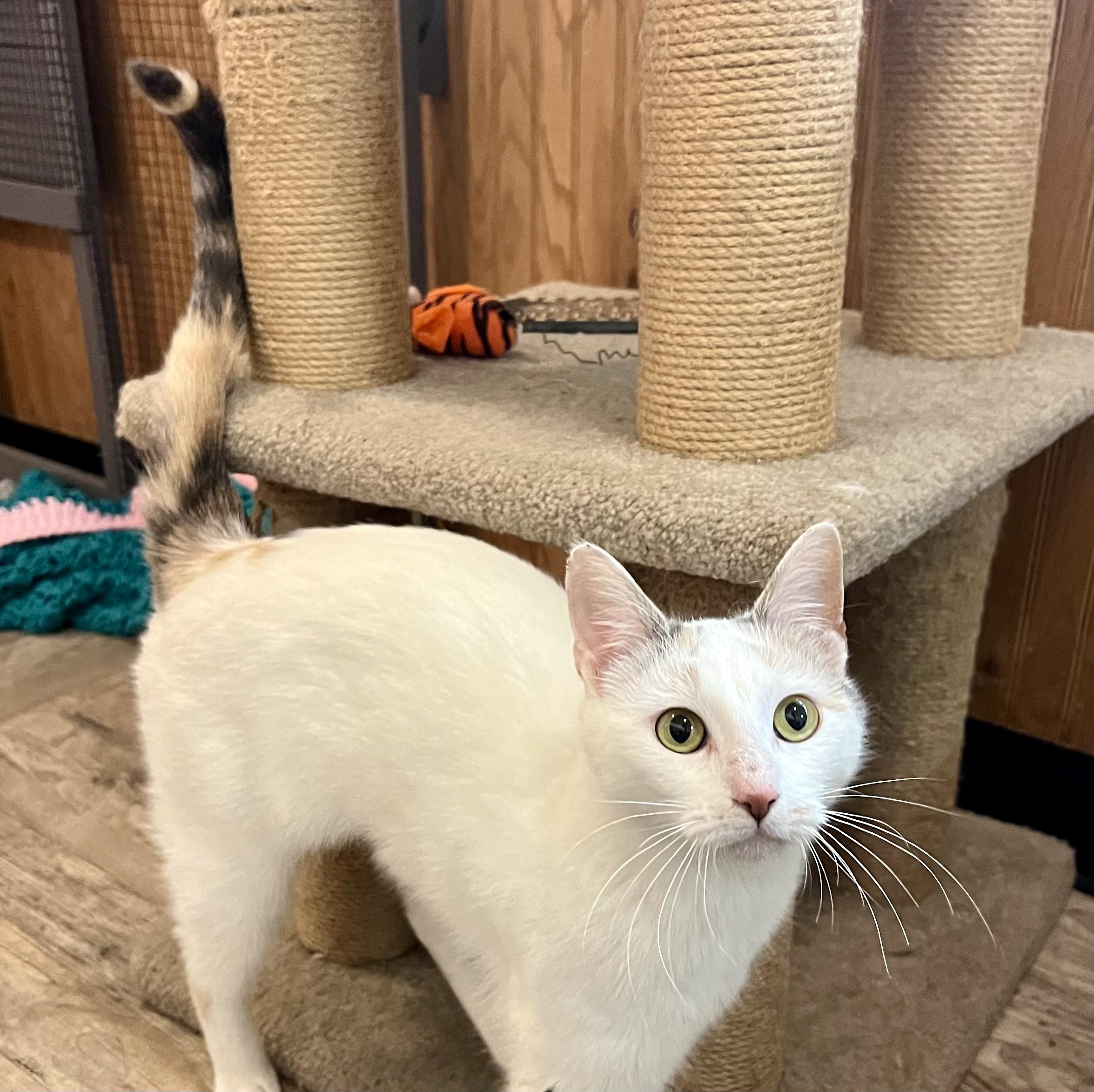 Athena, a Adoptable Calico in Sautee Nacoochee, GA image 2/5