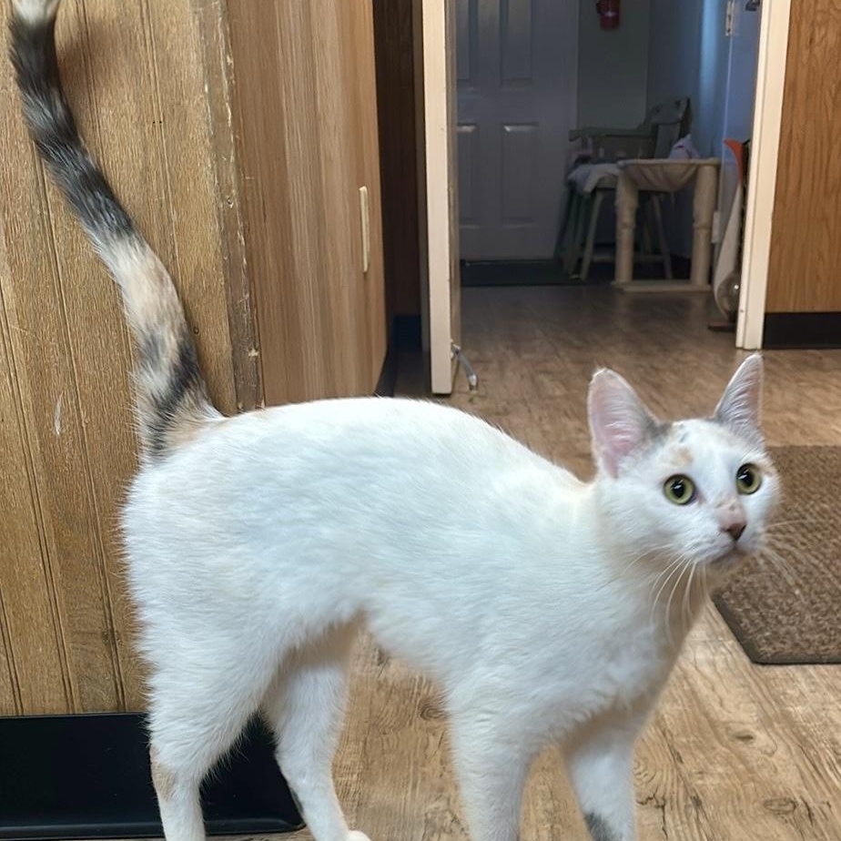 Athena, Adoptable, Young Female Calico.