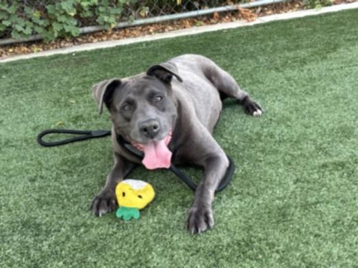 MIMI, Adoptable, Adult Female Staffordshire Bull Terrier.
