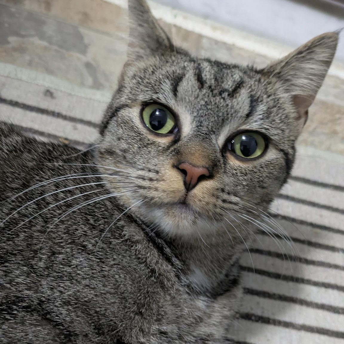 Elena, a ADOPTABLE Domestic Short Hair in Elkton, MD image 1/5