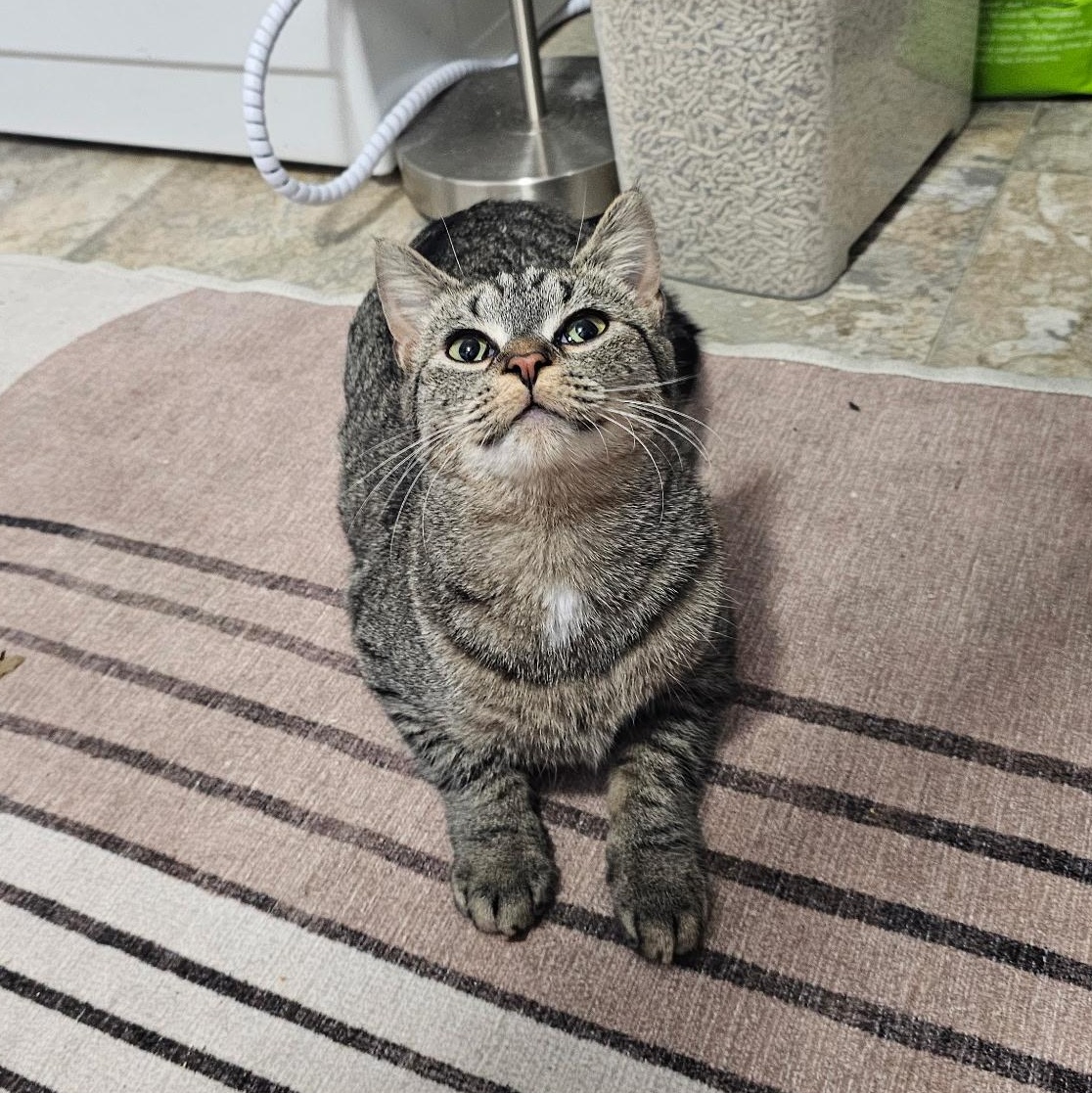 Elena, a ADOPTABLE Domestic Short Hair in Elkton, MD image 3/5