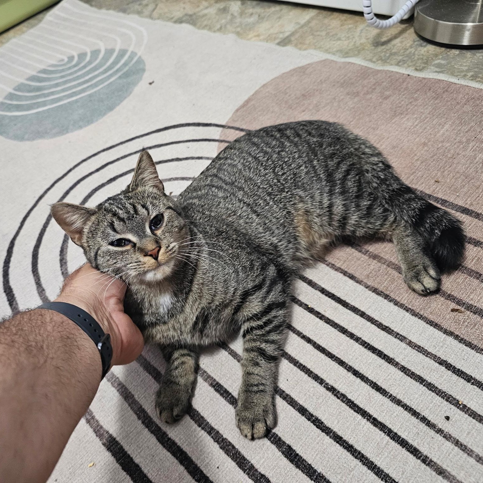 Elena, a ADOPTABLE Domestic Short Hair in Elkton, MD image 5/5