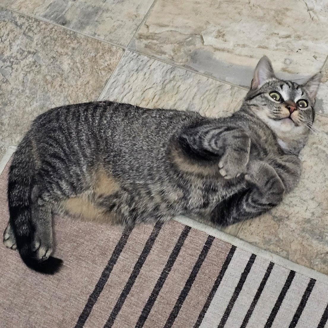 Elena, a ADOPTABLE Domestic Short Hair in Elkton, MD image 2/5