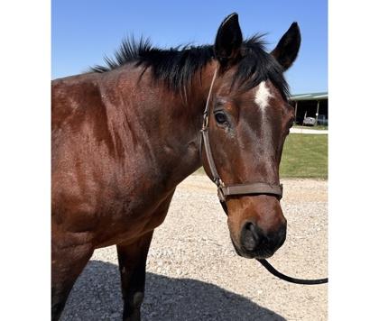 Rolex, Adoptable, Adult Male Quarterhorse & Grade.