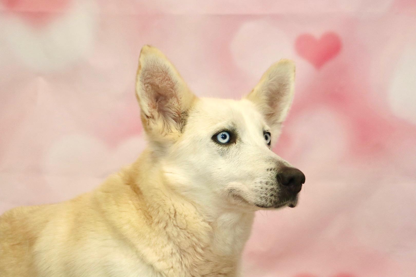 Enlarge Nitro, a Adoptable mixed breed in Appin, ON image 1/3