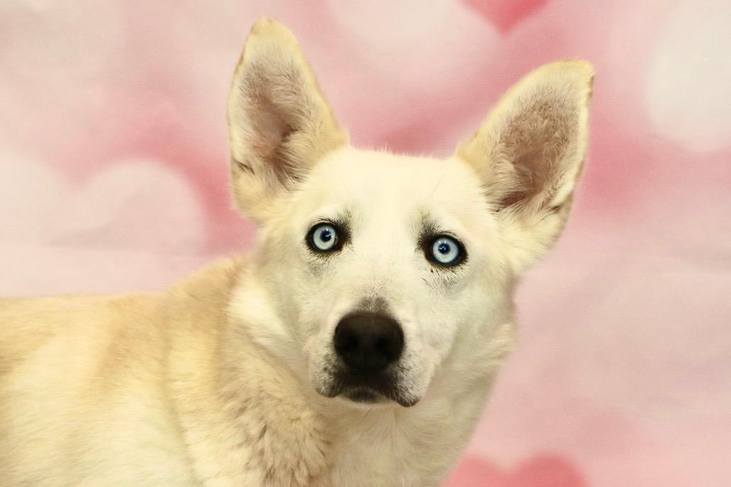 Enlarge Nitro, a Adoptable mixed breed in Appin, ON image 2/3