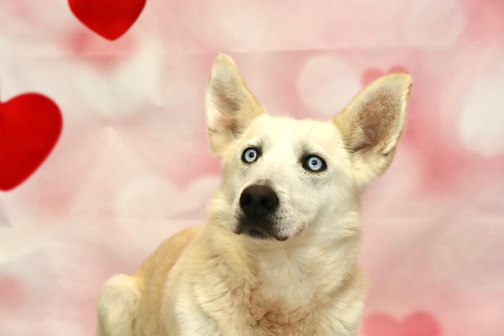 Enlarge Nitro, a Adoptable mixed breed in Appin, ON image 3/3