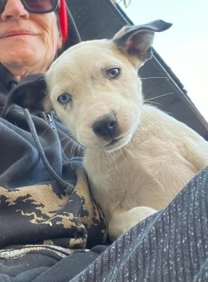 Jane, ADOPTABLE, Puppy Female Husky.