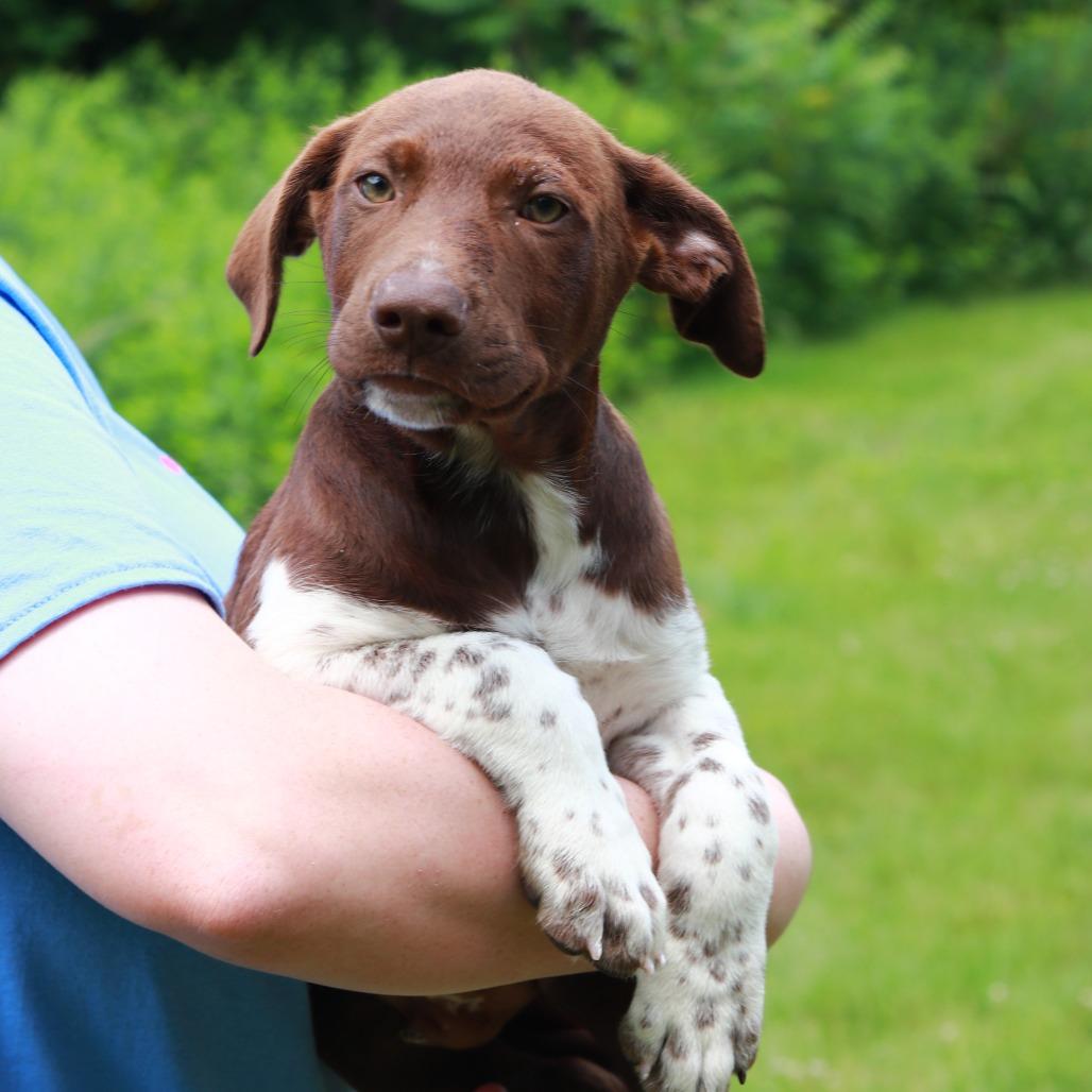 CT Vuitton, Adoptable, Puppy Male Labrador Retriever & Mixed Breed.