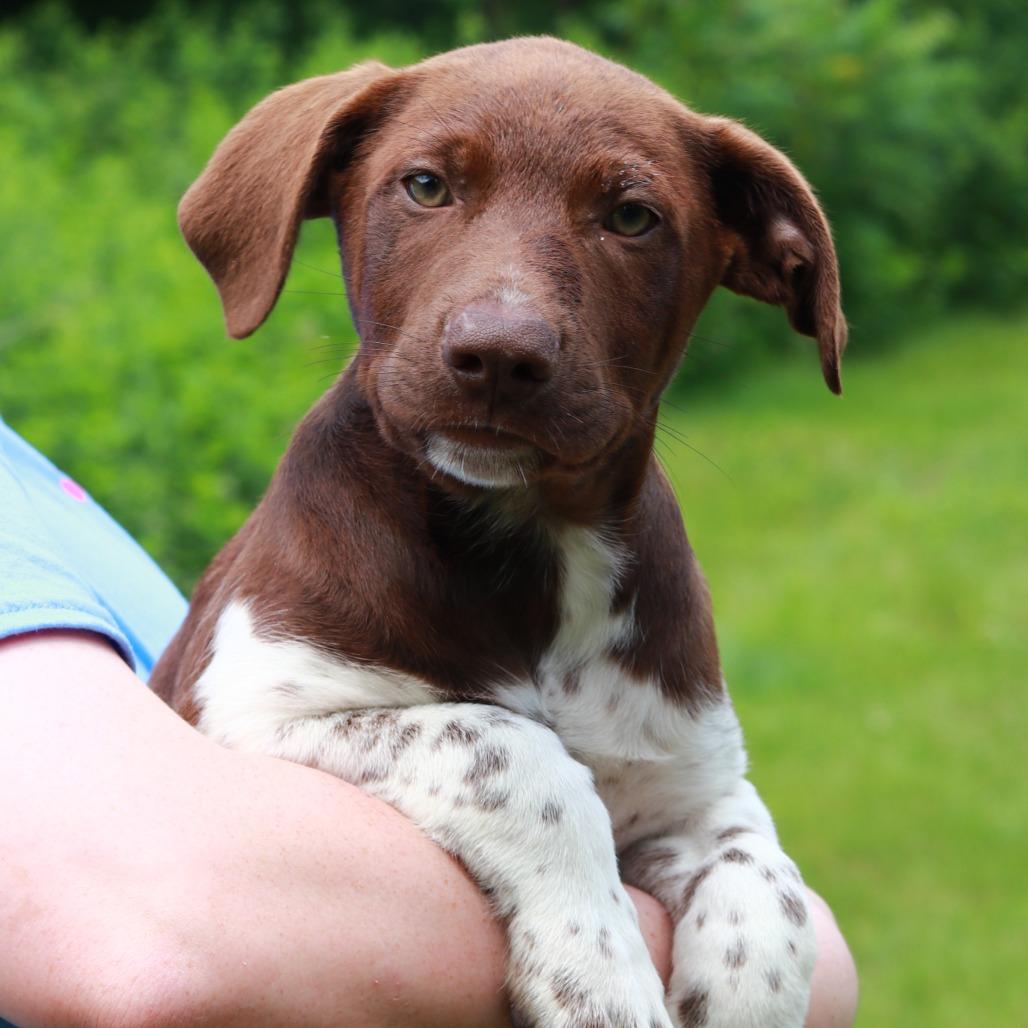 Enlarge CT Vuitton, a Adoptable mixed breed in Stormville, NY image 2/3