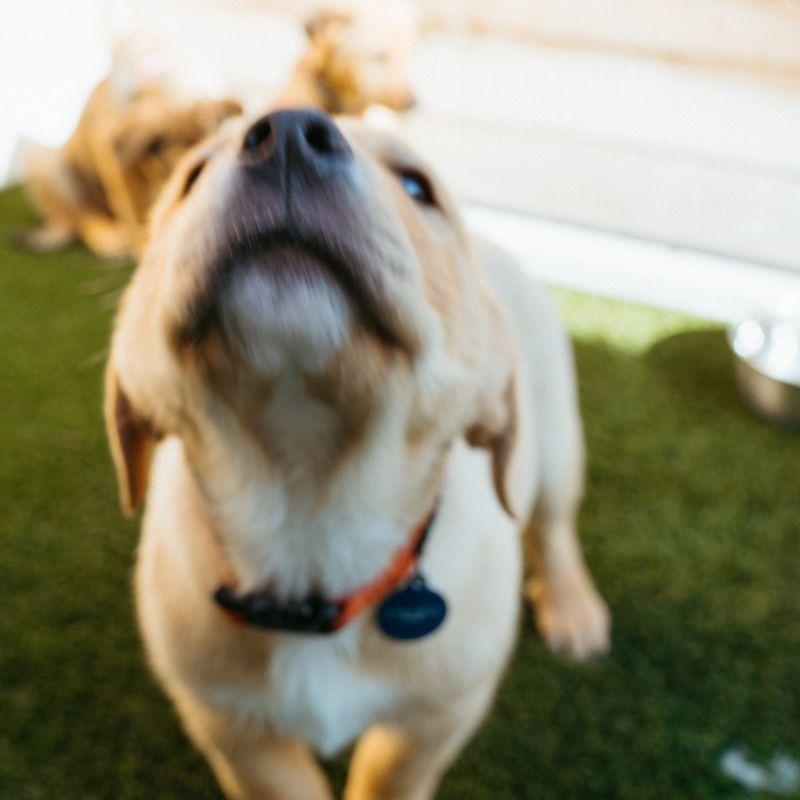 Enlarge Gus, an adopted mixed breed in Jackson, WY image 3/4