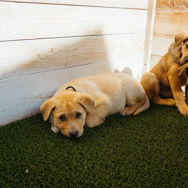 Enlarge Gus, an adopted mixed breed in Jackson, WY image 2/4