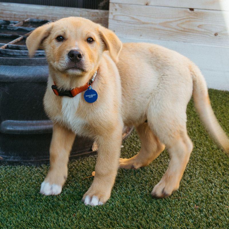 Enlarge Gus, an adopted mixed breed in Jackson, WY image 4/4