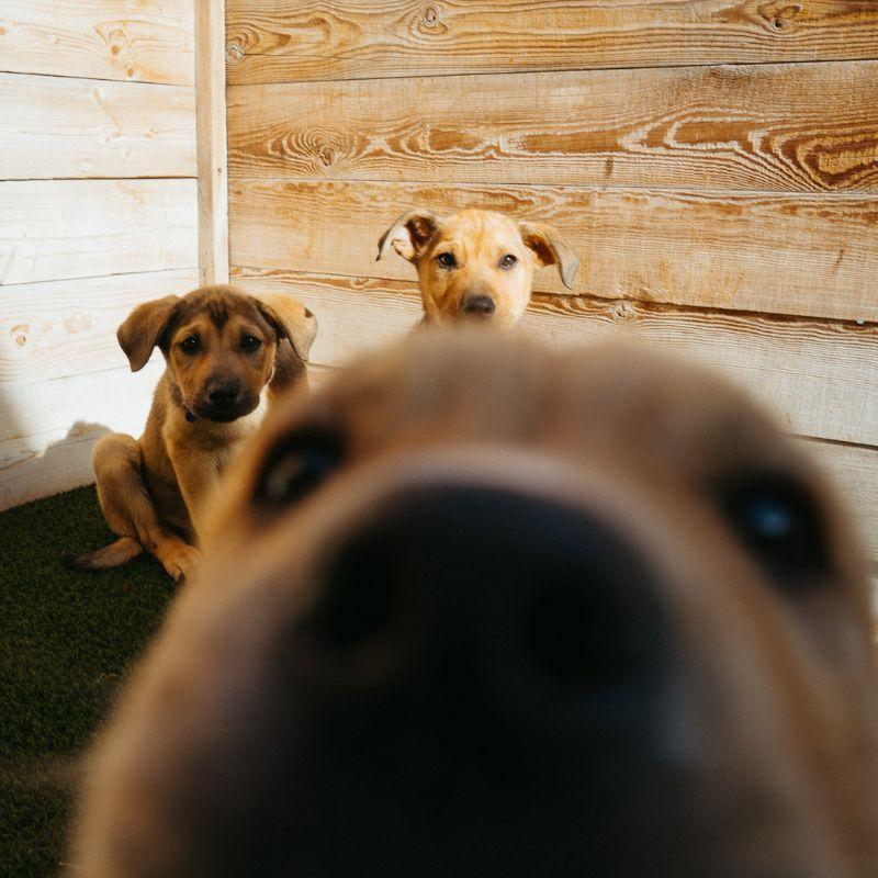 Gus, adopted, Puppy Male Labrador Retriever.