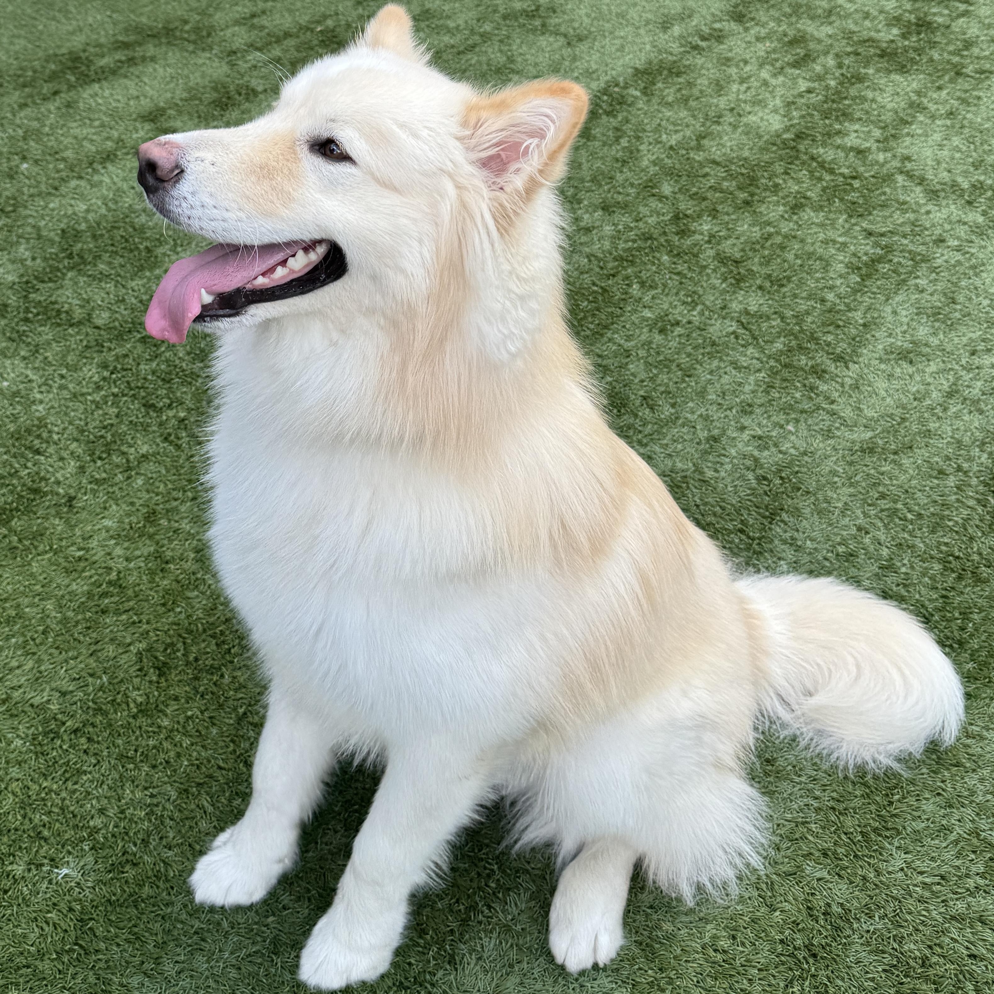This is BON JOVI - young, fluffy, samoyed - fixed, has vax, dog friendly! 1 yr old!, Adoptable, Young Male Samoyed.