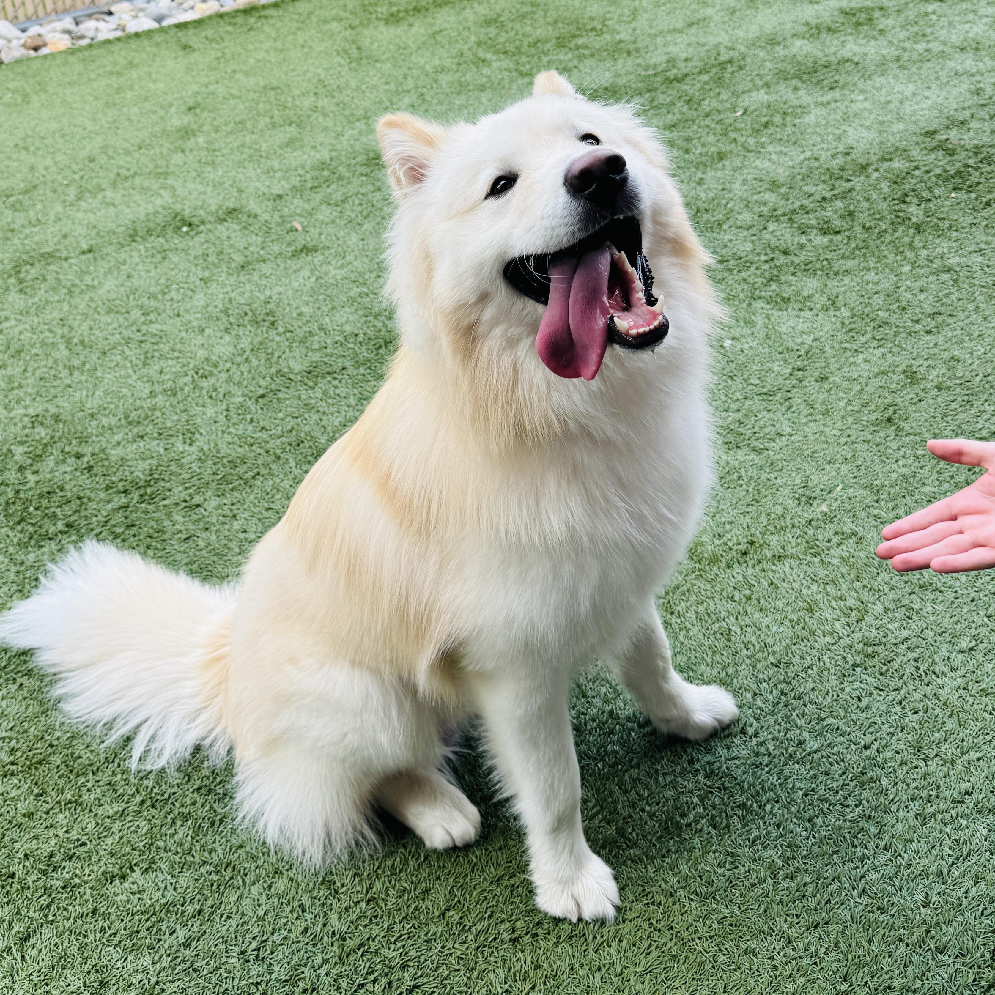 This is BON JOVI - young, fluffy, samoyed - fixed, has vax, dog friendly! 1 yr old!, a Adoptable mixed breed in Clifton, NJ image 5/6