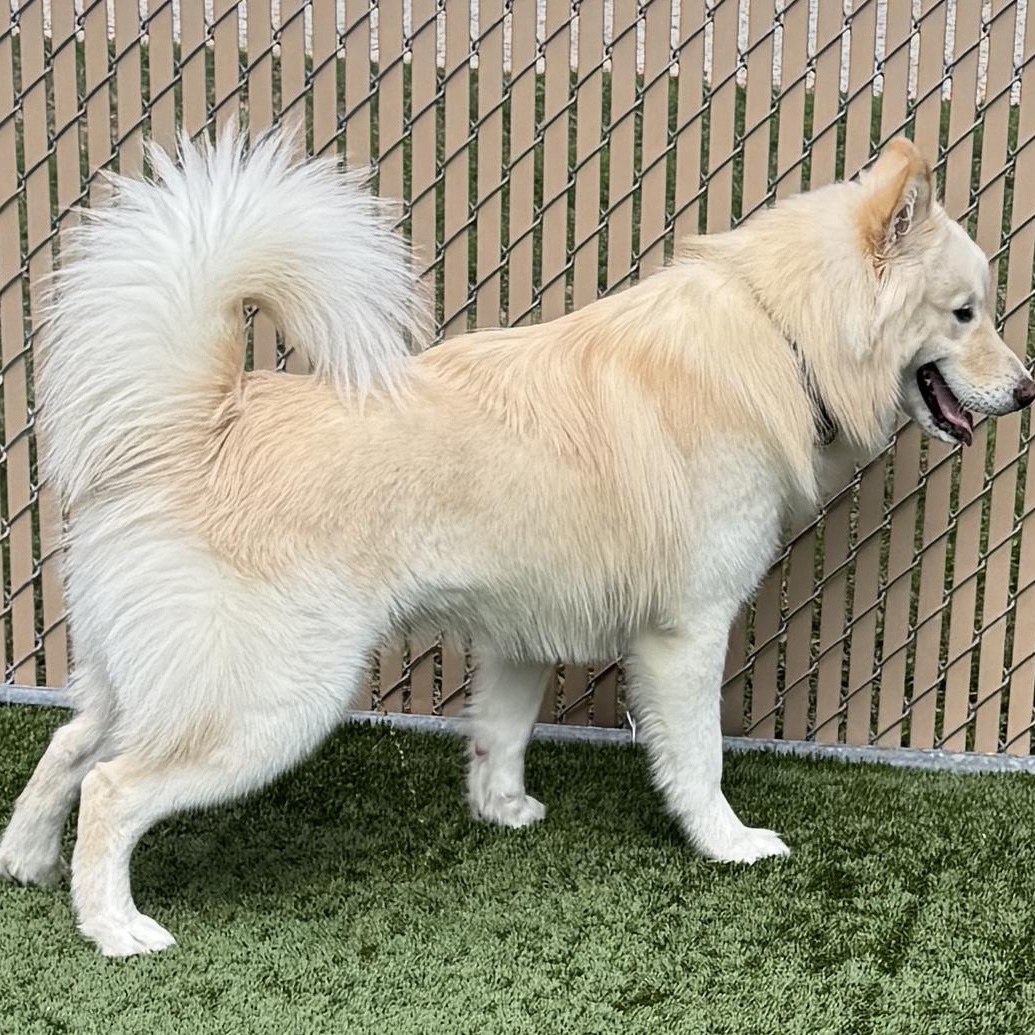This is BON JOVI - young, fluffy, samoyed - fixed, has vax, dog friendly! 1 yr old!, a Adoptable mixed breed in Clifton, NJ image 6/6
