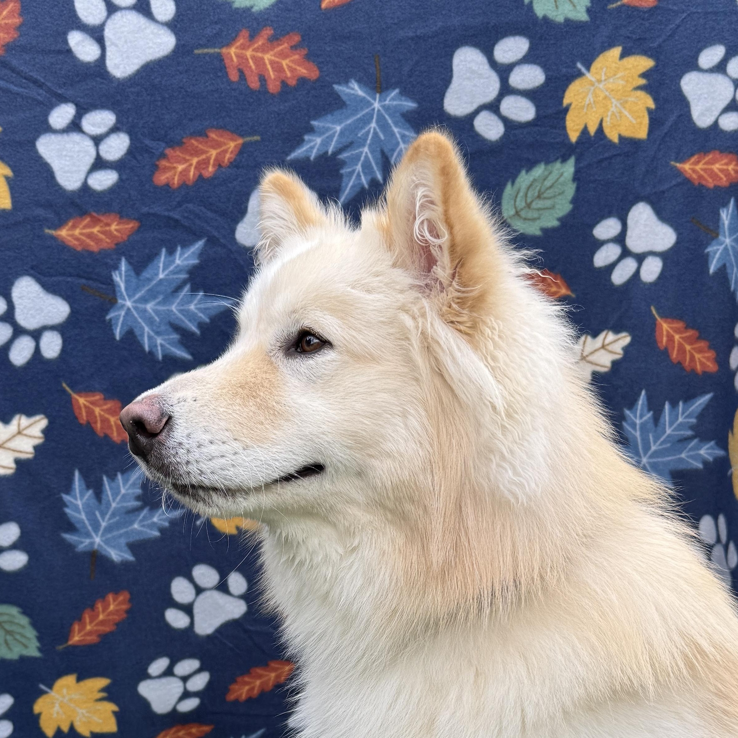 This is BON JOVI - young, fluffy, samoyed - fixed, has vax, dog