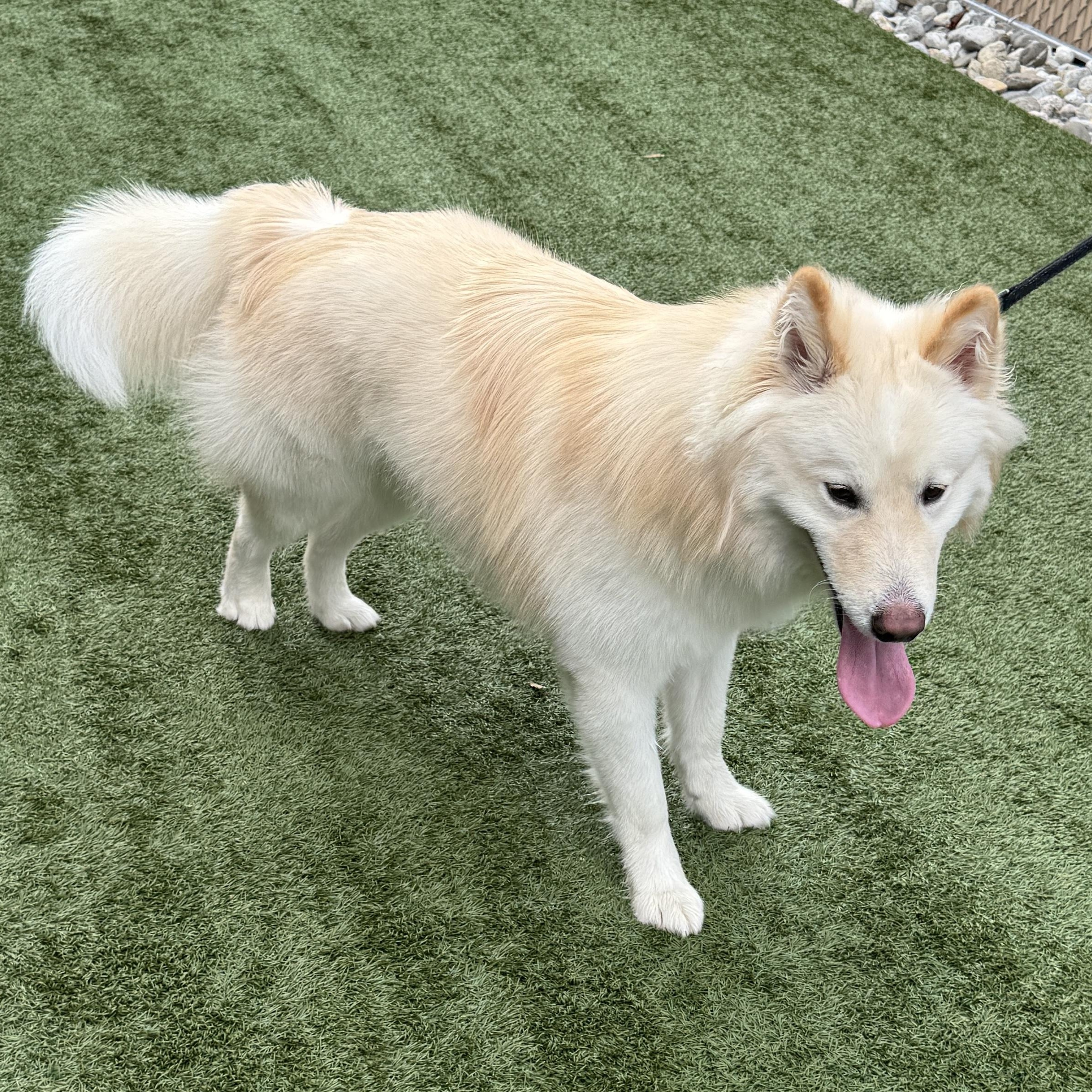 This is BON JOVI - young, fluffy, mix breed puppy - husky/samoyed mix