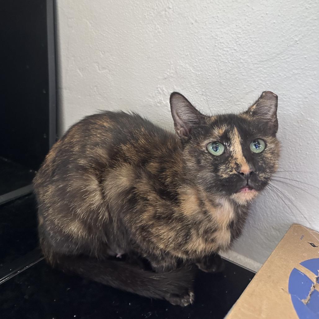 Enlarge Elaine, a Adoptable Domestic Short Hair in St Paul, MN image 4/4