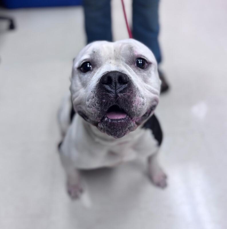 Enlarge Pudge, a Adoptable American Staffordshire Terrier in Disputanta, VA image 1/3