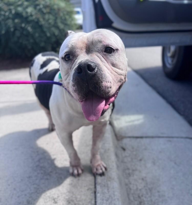 Enlarge Pudge, a Adoptable American Staffordshire Terrier in Disputanta, VA image 2/3