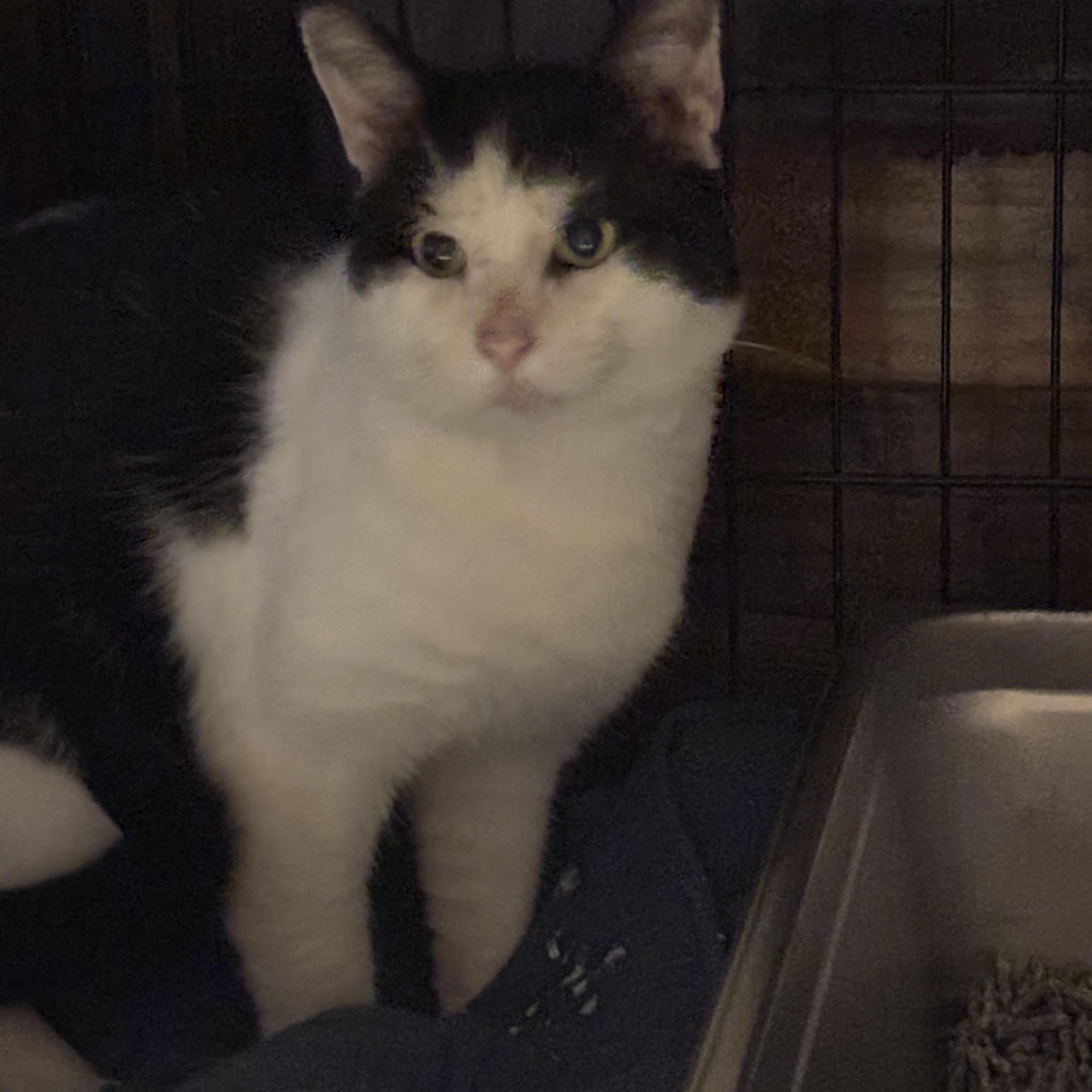 Enlarge THADIUS, a Adoptable Domestic Short Hair in Pittsburgh, PA image 1/1
