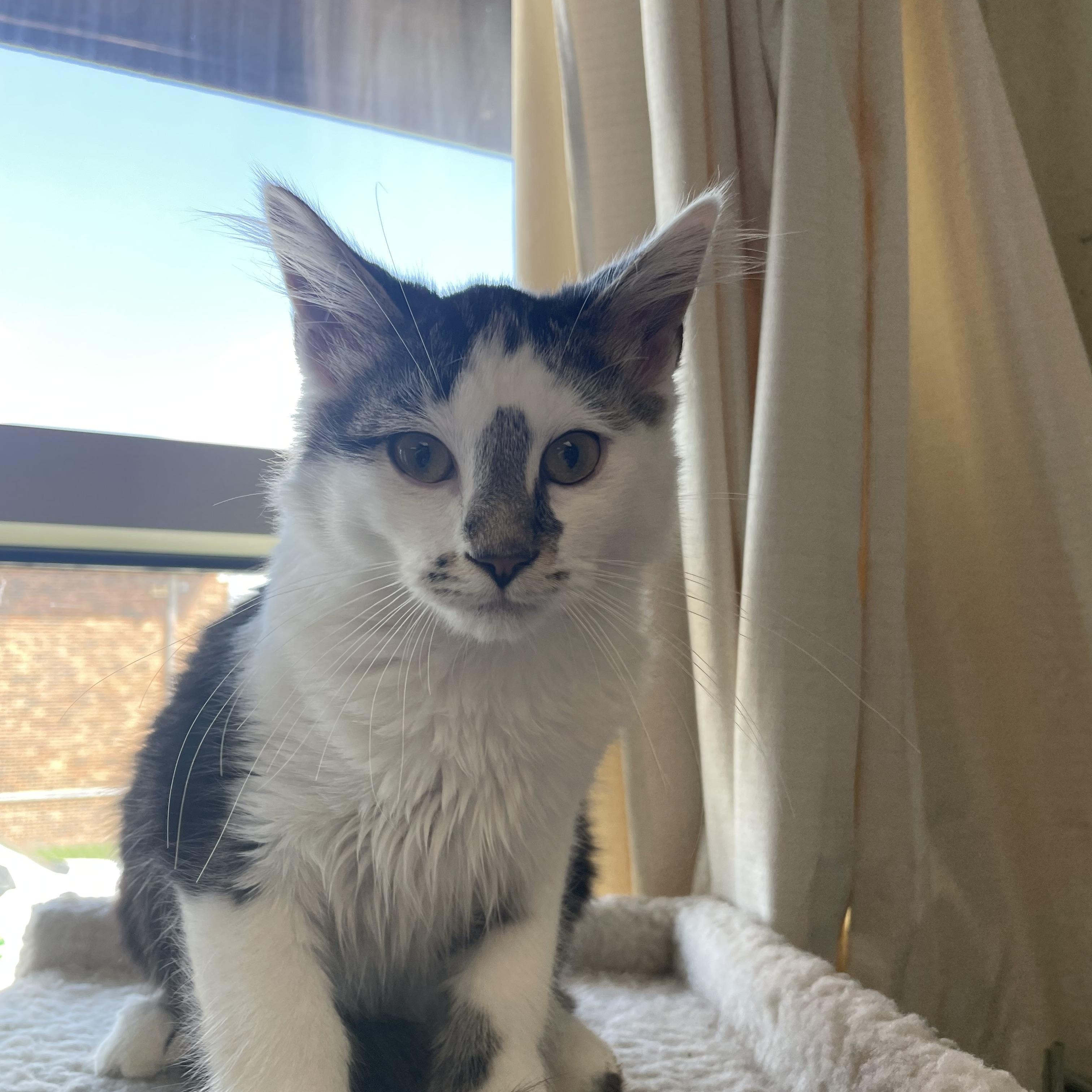 Enlarge Pepsi, an adoptable mixed breed in Gladstone, MO image 1/1