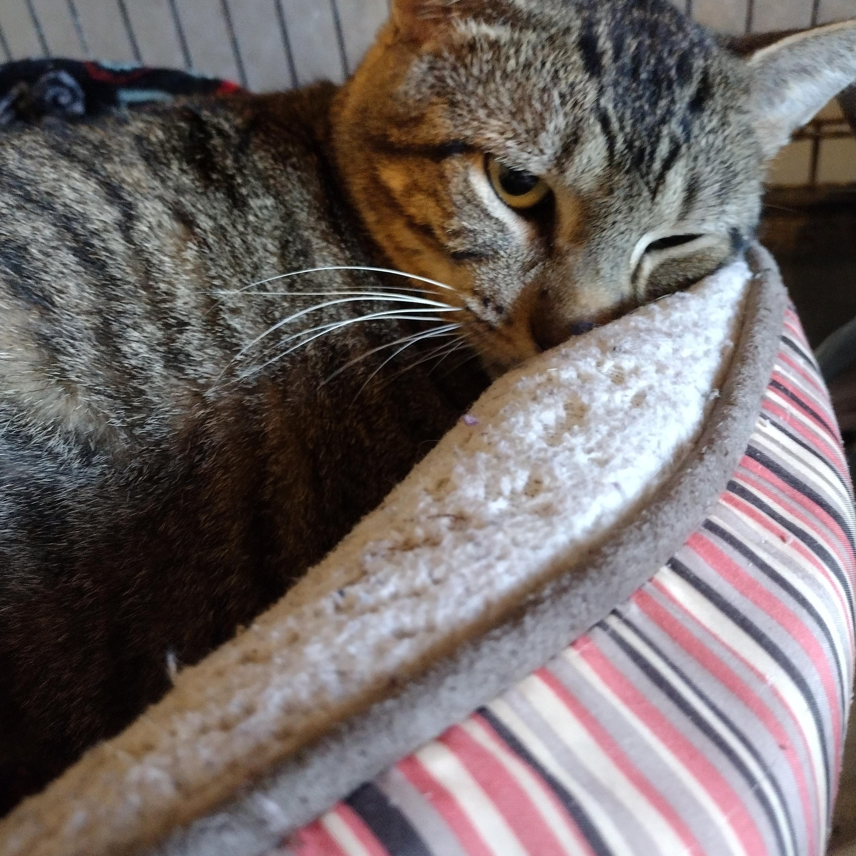 Beau, Adopted, Adult Male Domestic Short Hair.